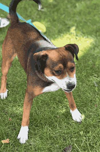 Enlarge Milton, a ADOPTABLE mixed breed in West Decatur, PA image 2/6