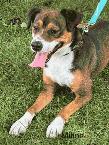 Enlarge Milton, a ADOPTABLE mixed breed in West Decatur, PA image 4/6