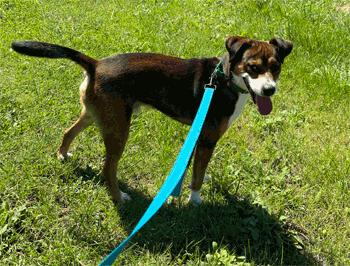 Enlarge Milton, a ADOPTABLE mixed breed in West Decatur, PA image 5/6