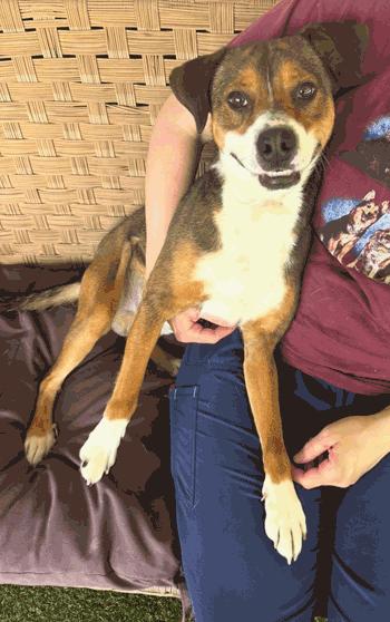 Milton, ADOPTABLE, Adult Male Beagle.