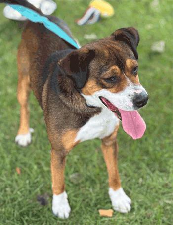 Enlarge Milton, a ADOPTABLE mixed breed in West Decatur, PA image 3/6