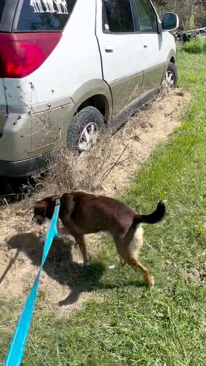 Enlarge Milton, a ADOPTABLE mixed breed in West Decatur, PA video 6/6