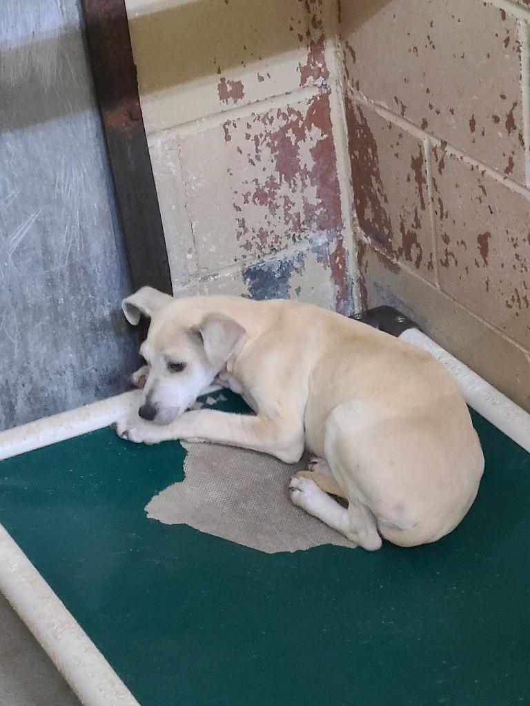 Enlarge Margo, a Adoptable Labrador Retriever in Swainsboro, GA image 2/2