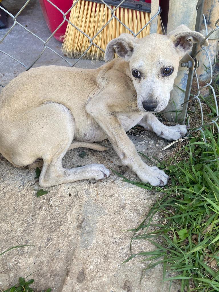 Margo, Adoptable, Puppy Female Labrador Retriever.