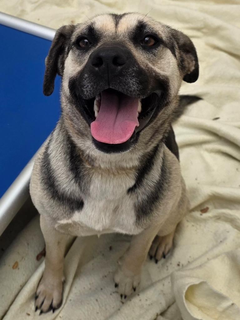 Ivanna / AC 27833 F, Adoptable, Young Female Shepherd & Rottweiler.