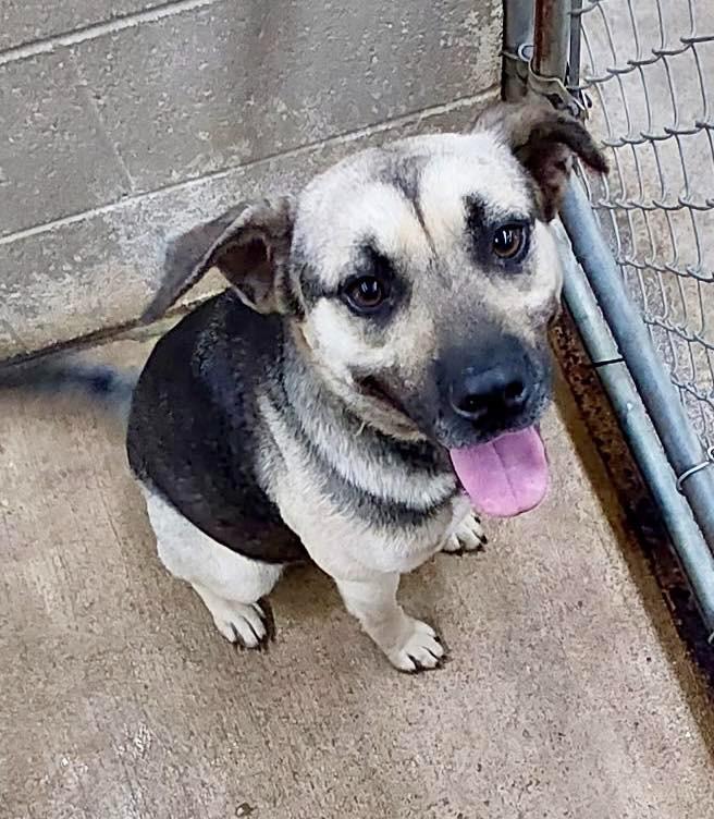 Enlarge Ivanna / AC 27833 F, a Adoptable mixed breed in Greeneville, TN image 2/2
