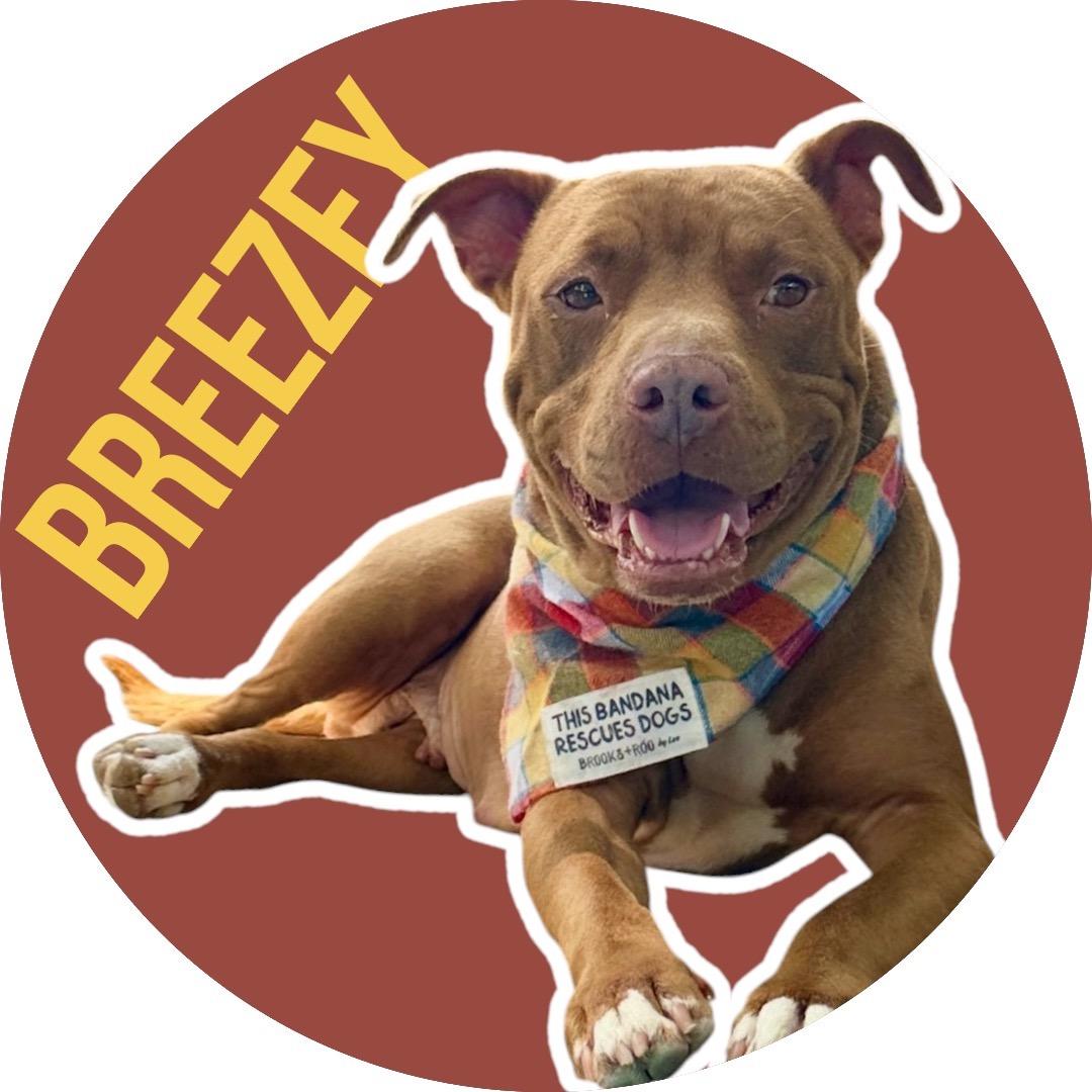 Breezey, Adoptable, Adult Female Pit Bull Terrier.