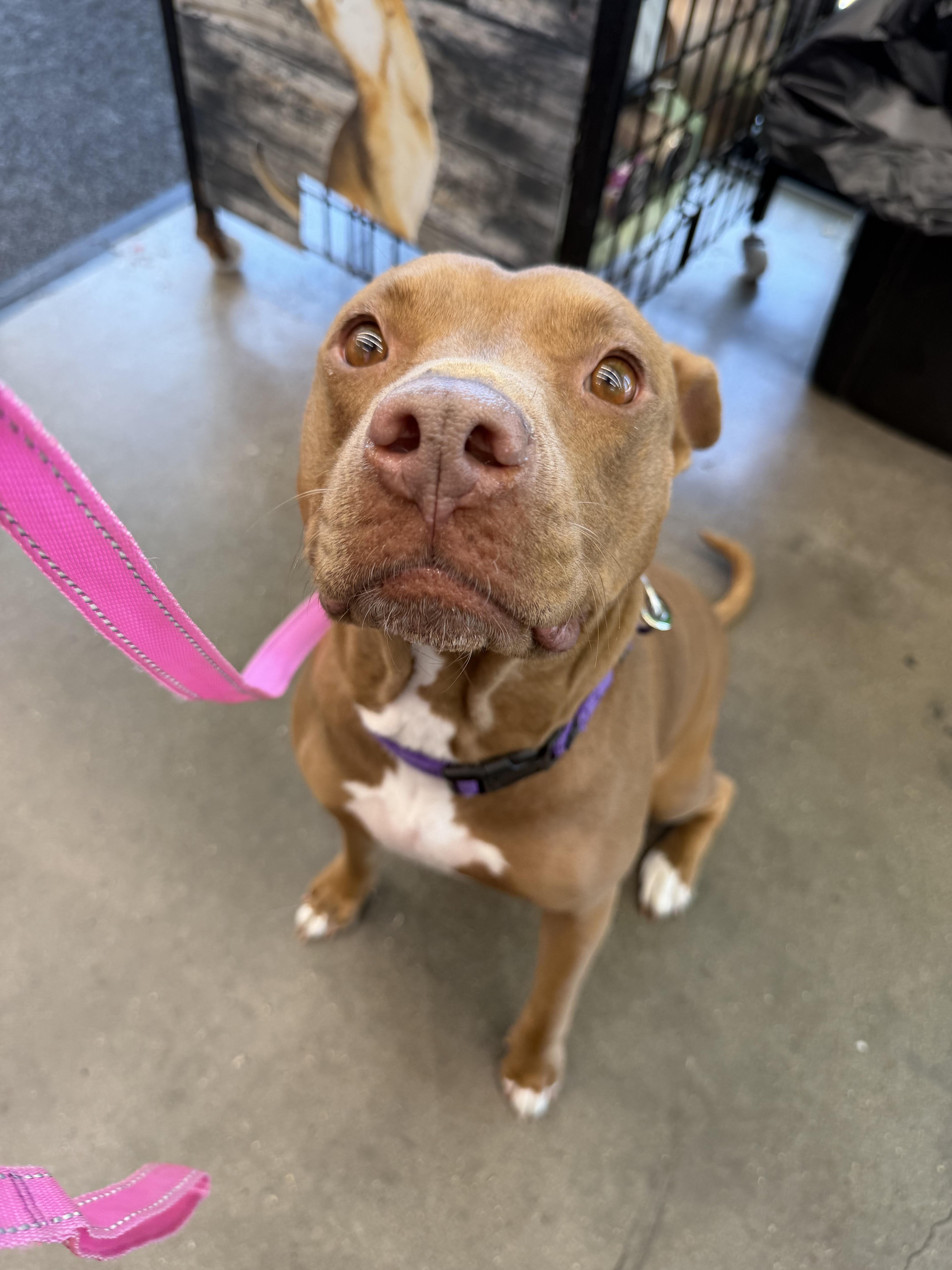 Enlarge Breezey, a Adoptable Pit Bull Terrier in Athens, TX image 3/6