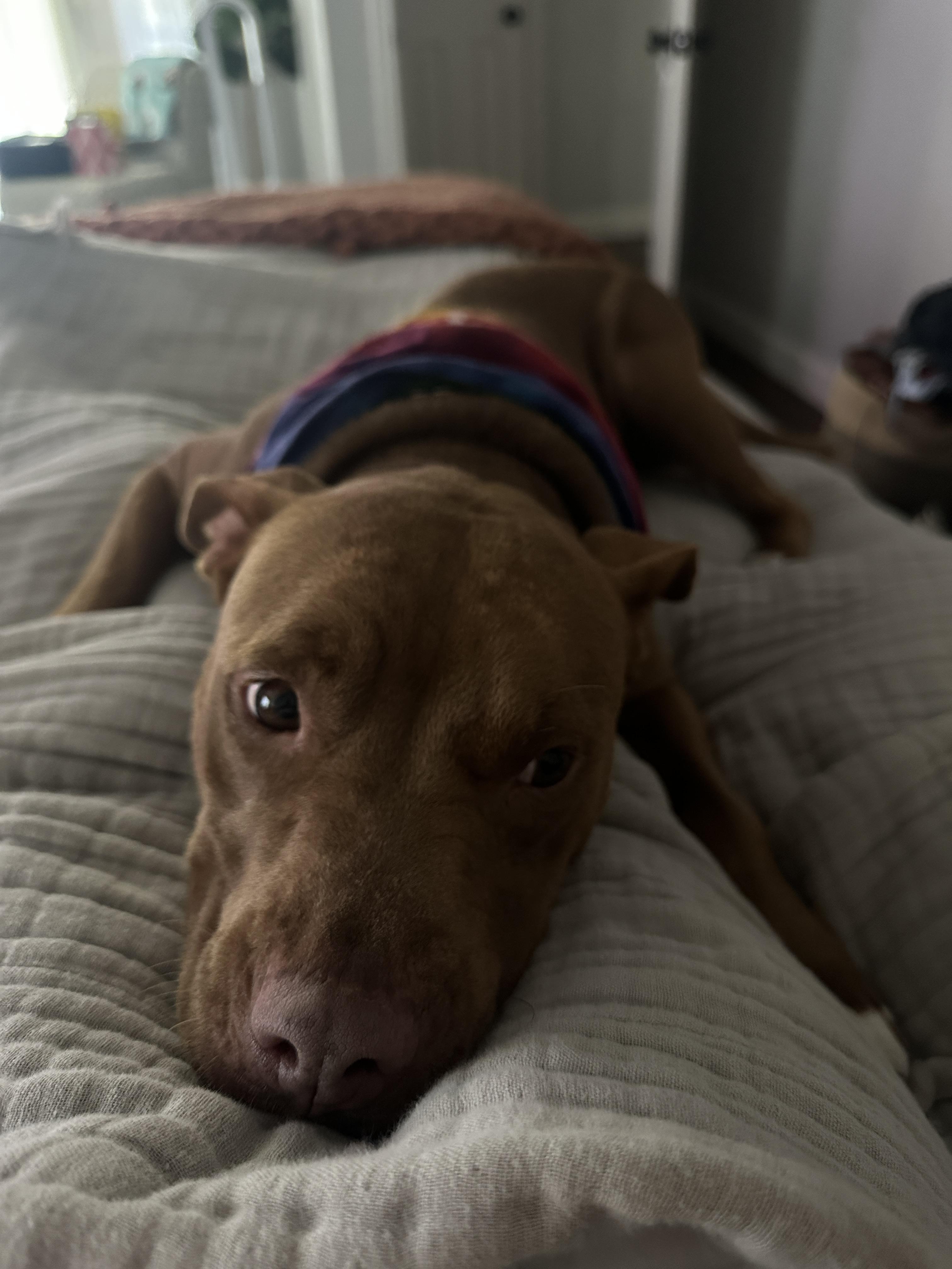Enlarge Breezey, a Adoptable Pit Bull Terrier in Athens, TX image 4/6