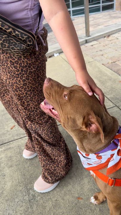 Enlarge Breezey, a Adoptable Pit Bull Terrier in Athens, TX video 2/6