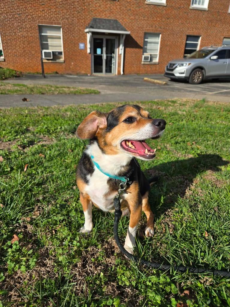 Haley, Adoptable, Senior Female Beagle.
