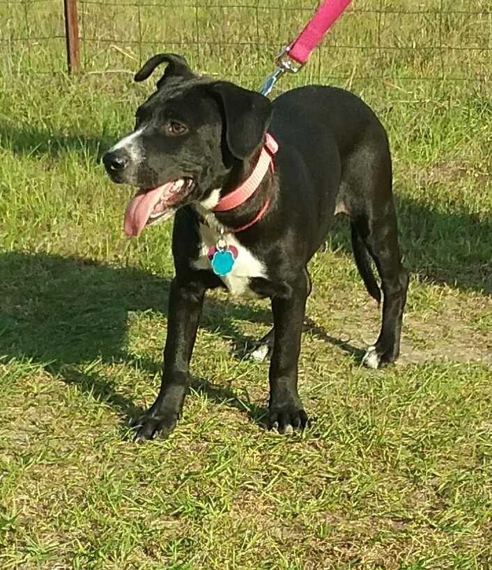 Enlarge Annabelle, a Adoptable mixed breed in Orangeburg, SC image 2/5