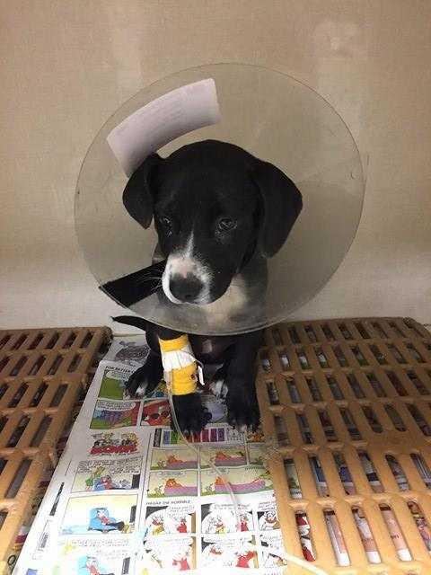 Enlarge Annabelle, a Adoptable mixed breed in Orangeburg, SC image 3/5