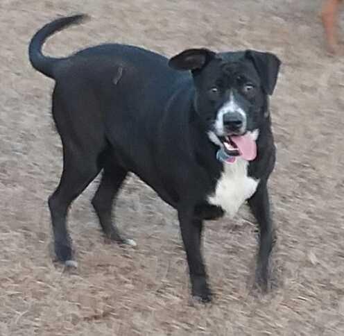 Enlarge Annabelle, a Adoptable mixed breed in Orangeburg, SC image 4/5
