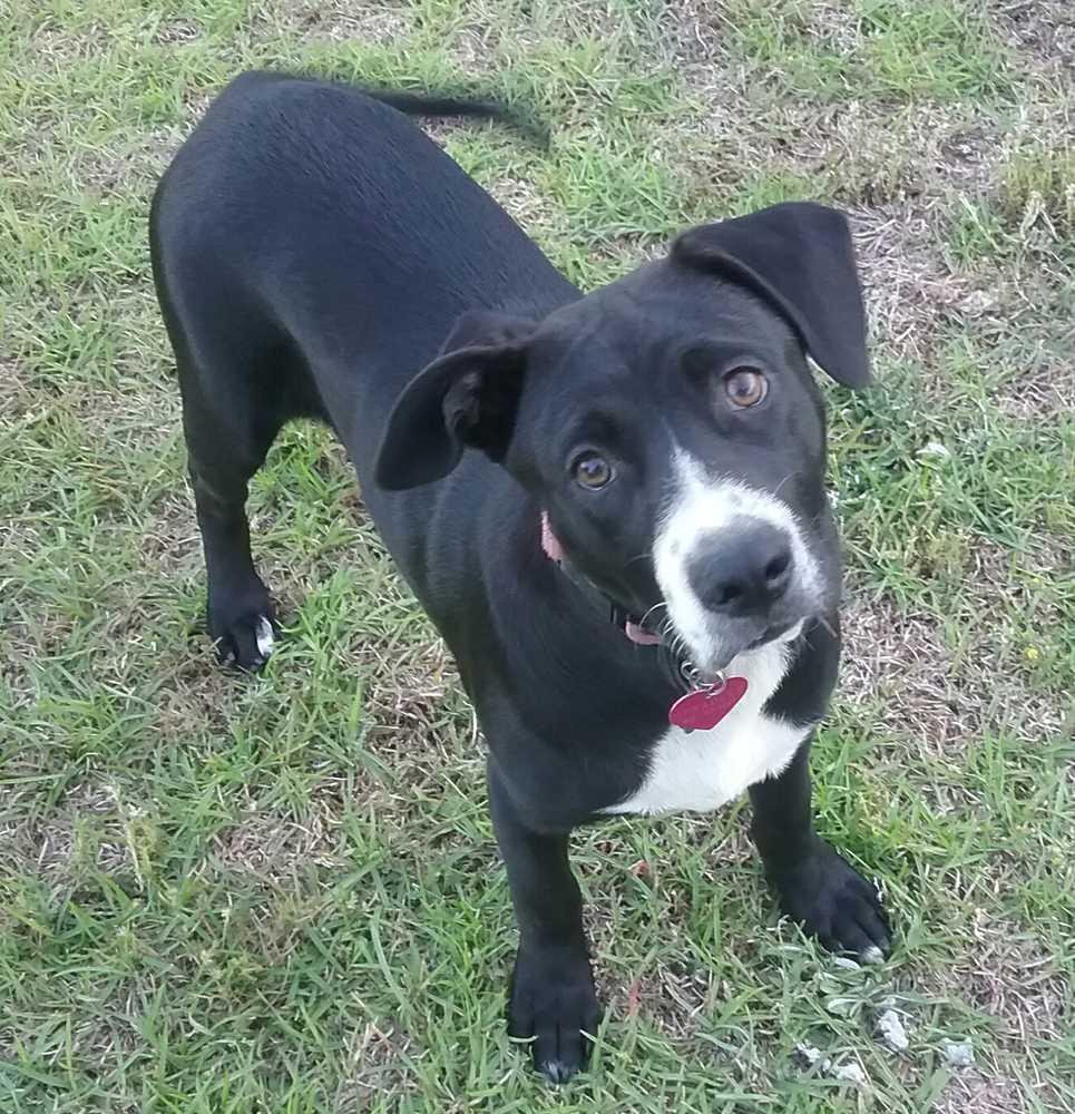 Enlarge Annabelle, a Adoptable mixed breed in Orangeburg, SC image 5/5