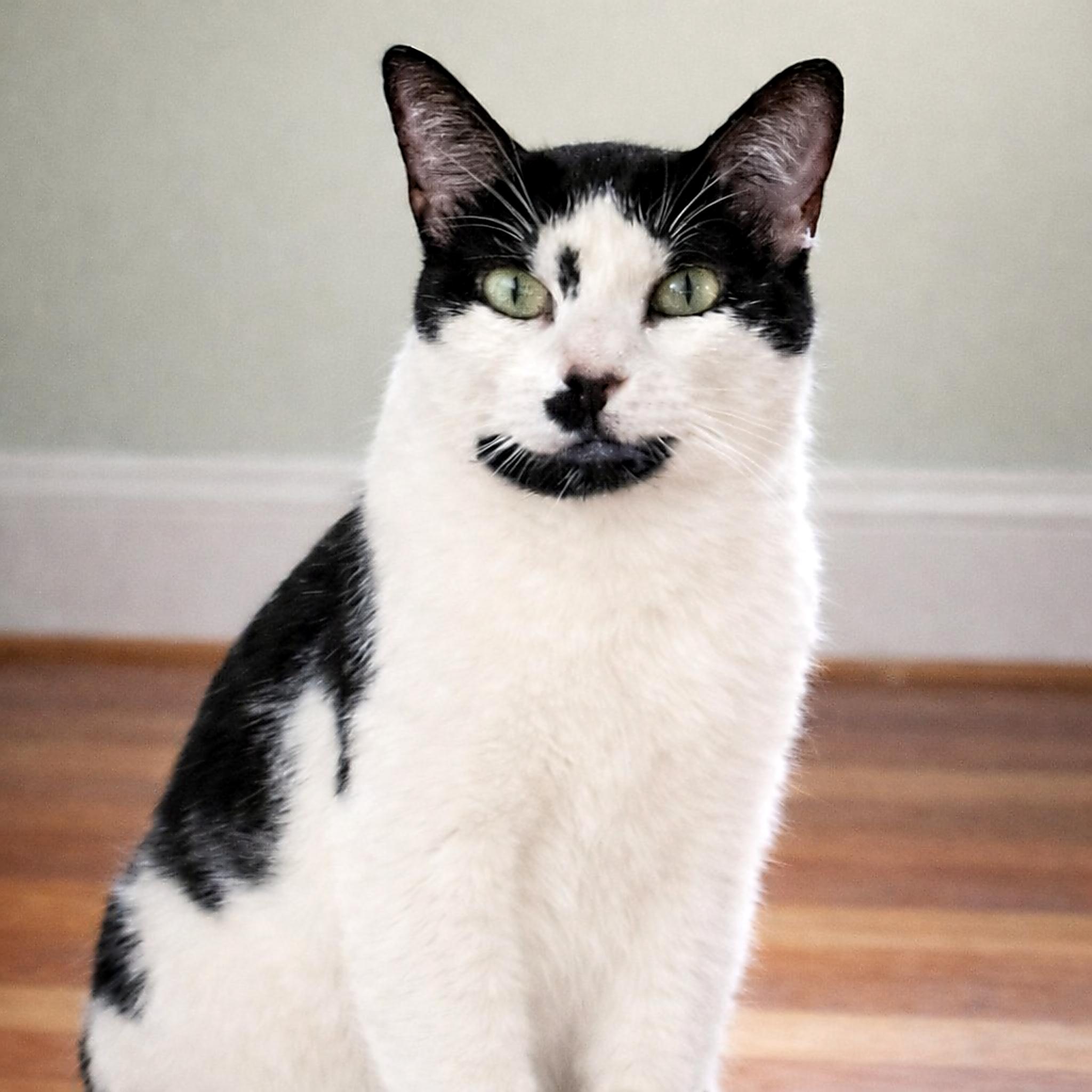 Enlarge Twylite – A Quiet, Deeply Bonded Companion, a Adoptable Tuxedo in Hillsboro, TX image 2/6