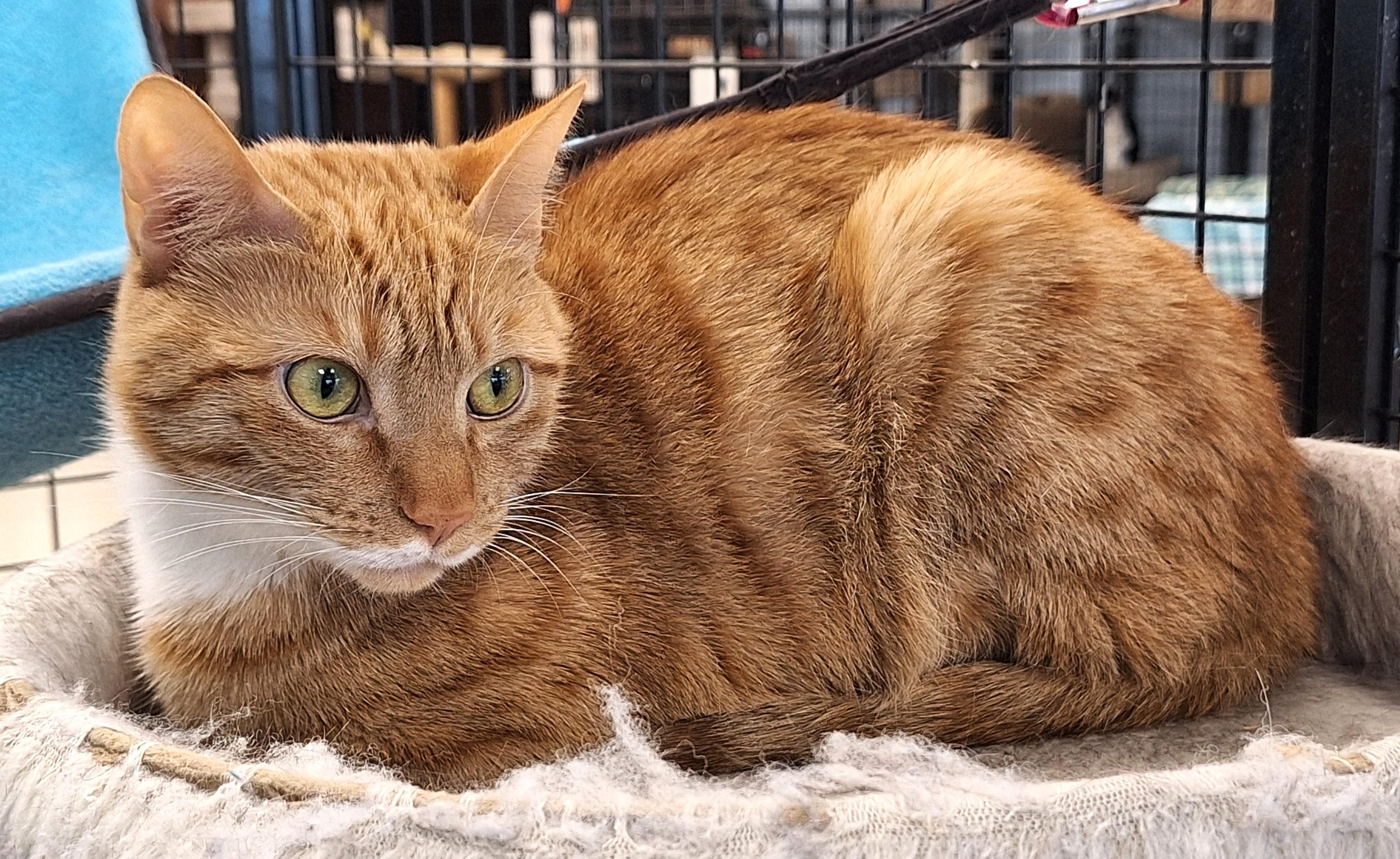 Enlarge Rongie - part of a bonded pair with Nova, a Adoptable mixed breed in Spokane, WA image 2/4