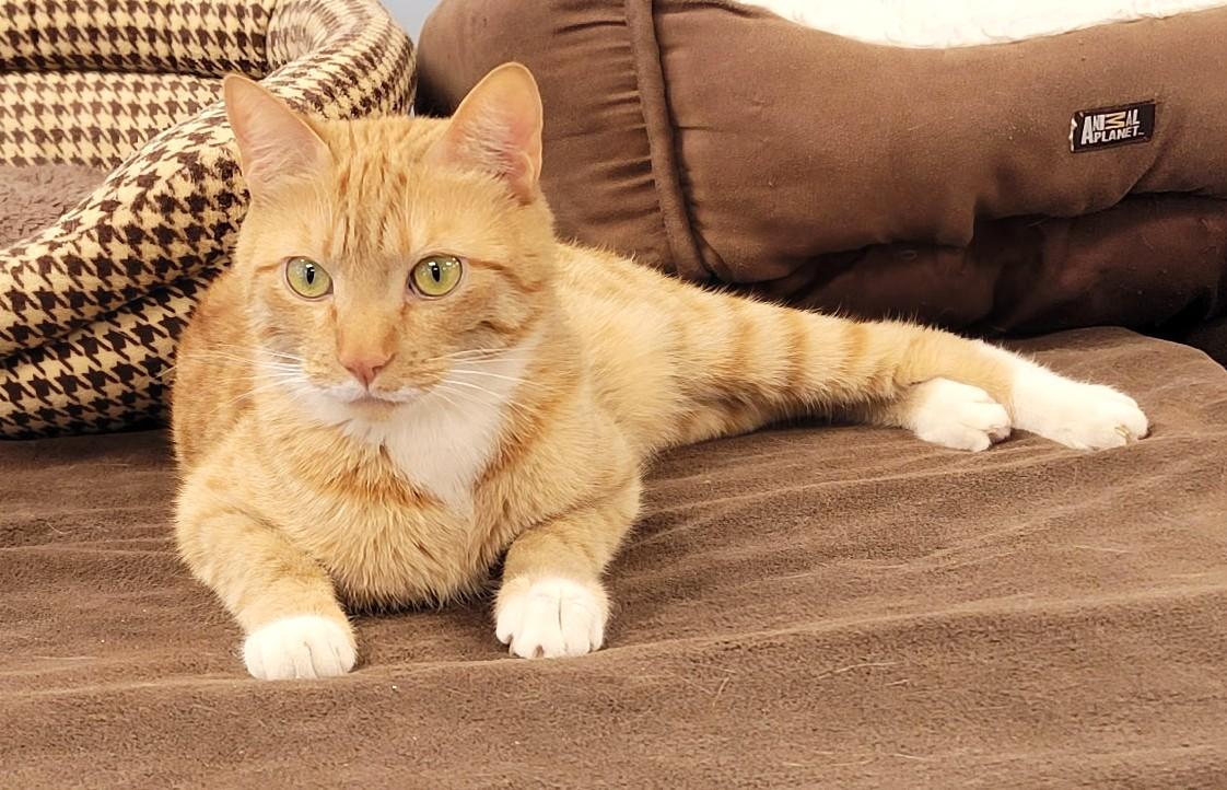Enlarge Rongie - part of a bonded pair with Nova, a Adoptable mixed breed in Spokane, WA image 4/4