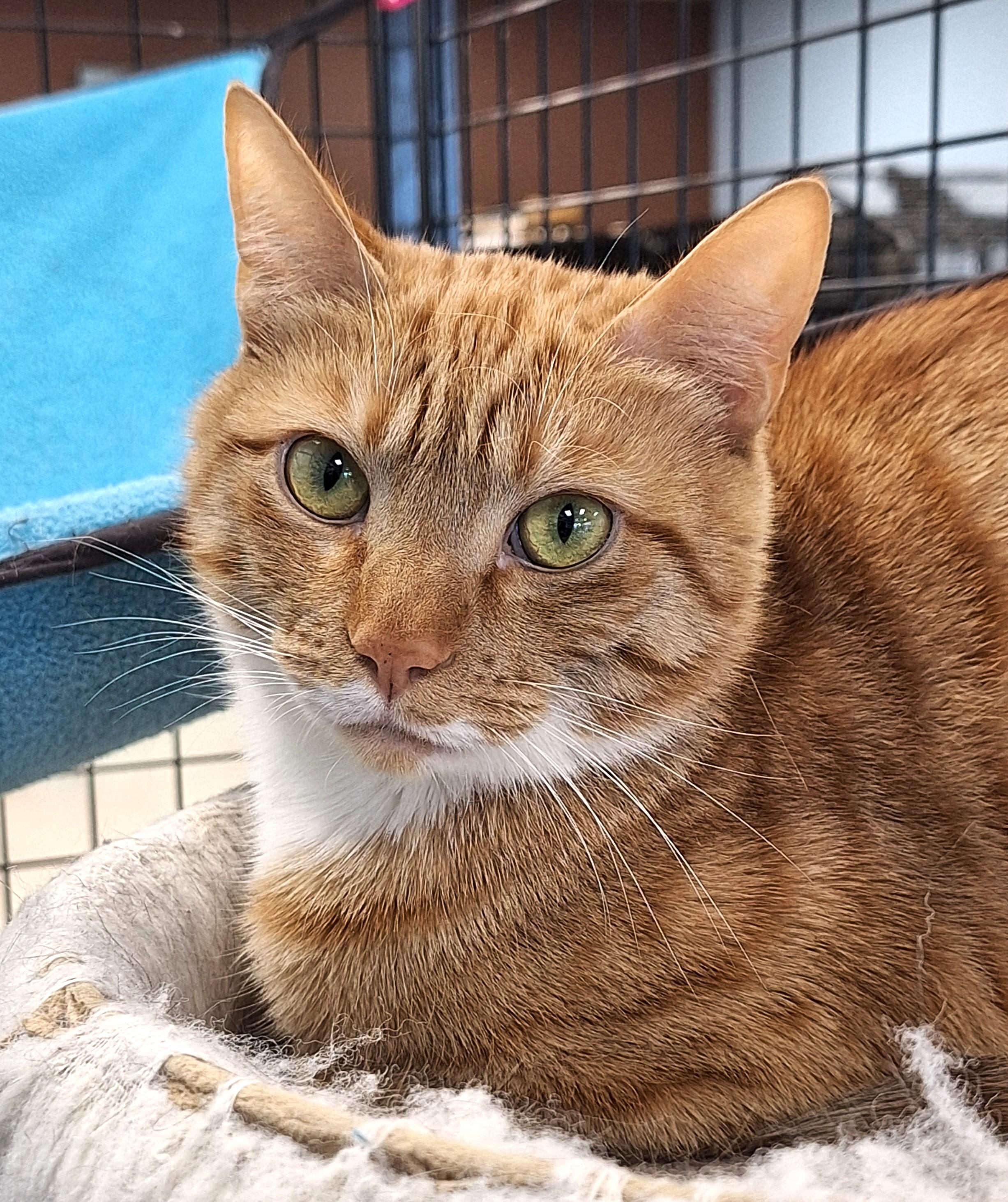 Enlarge Rongie - part of a bonded pair with Nova, a Adoptable mixed breed in Spokane, WA image 1/4