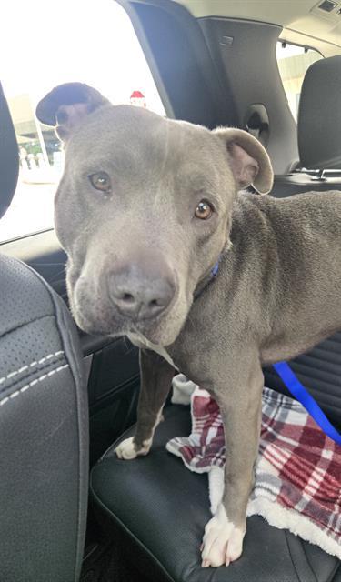 Enlarge FLINT, a Adoptable American Staffordshire Terrier in Fort Lauderdale, FL image 1/1