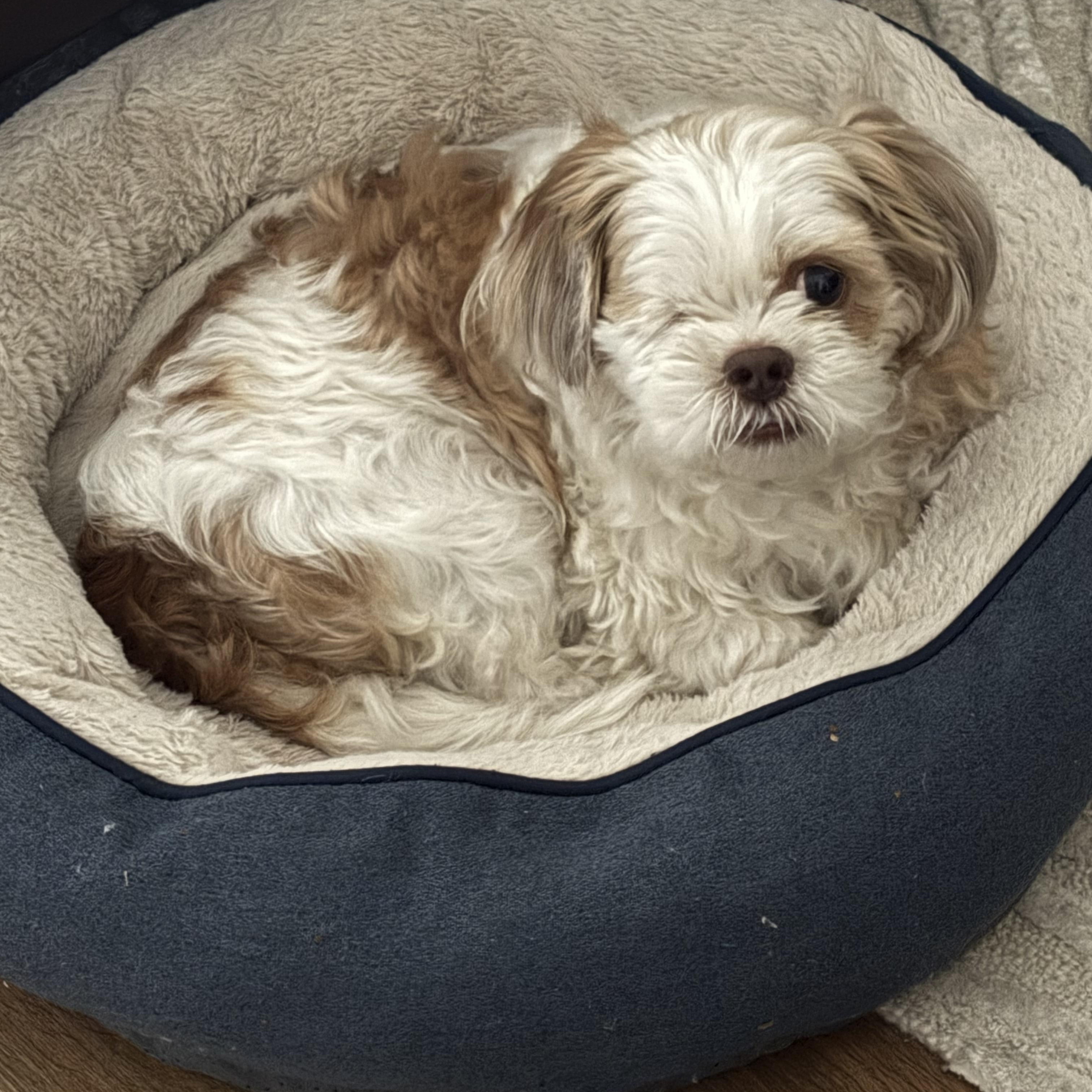 One eyed Rascal, an adoptable Shih Tzu in Bradenton, FL image 2/4