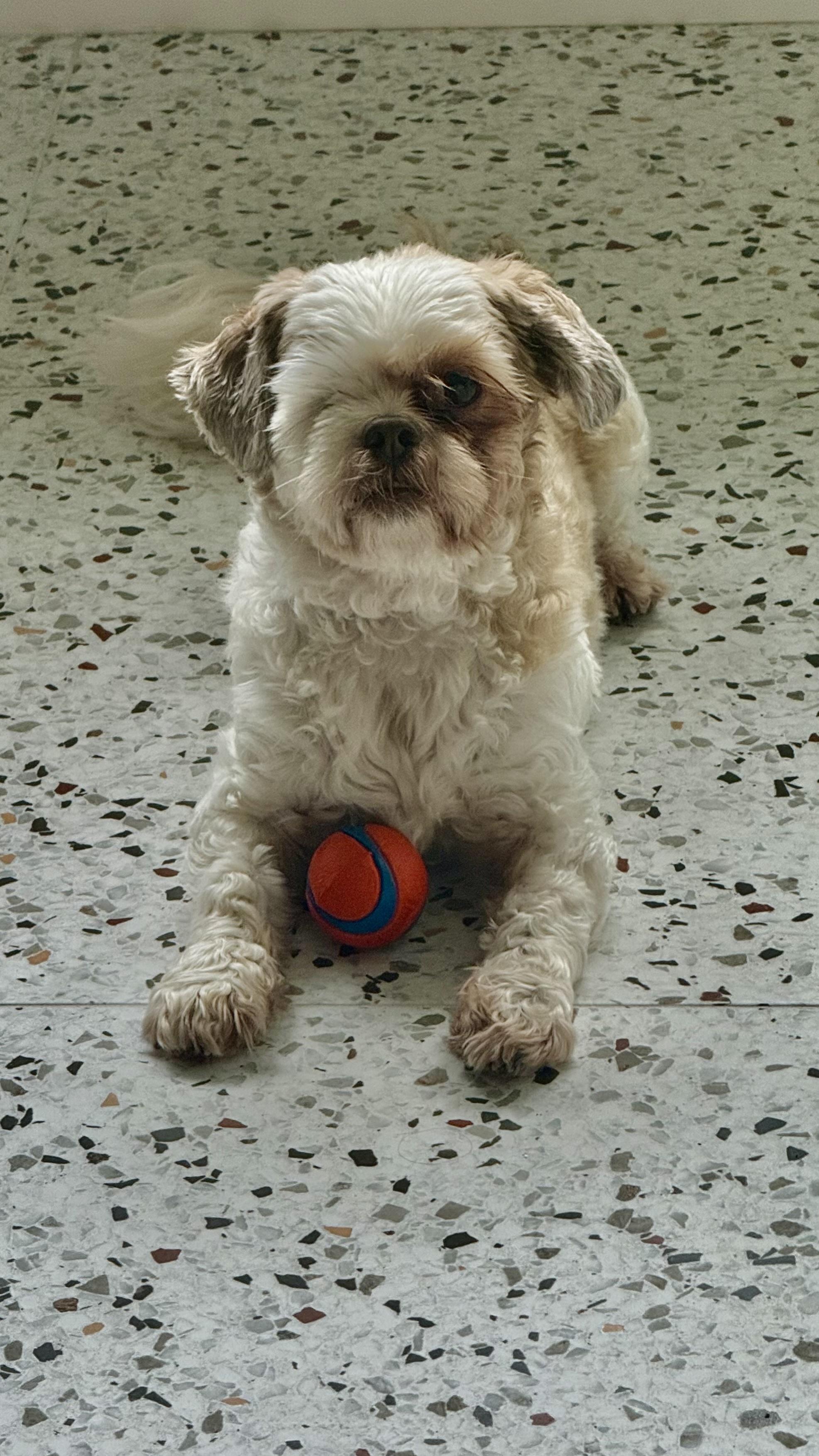 One eyed Rascal, an adoptable mixed breed in Bradenton, FL image 2/6
