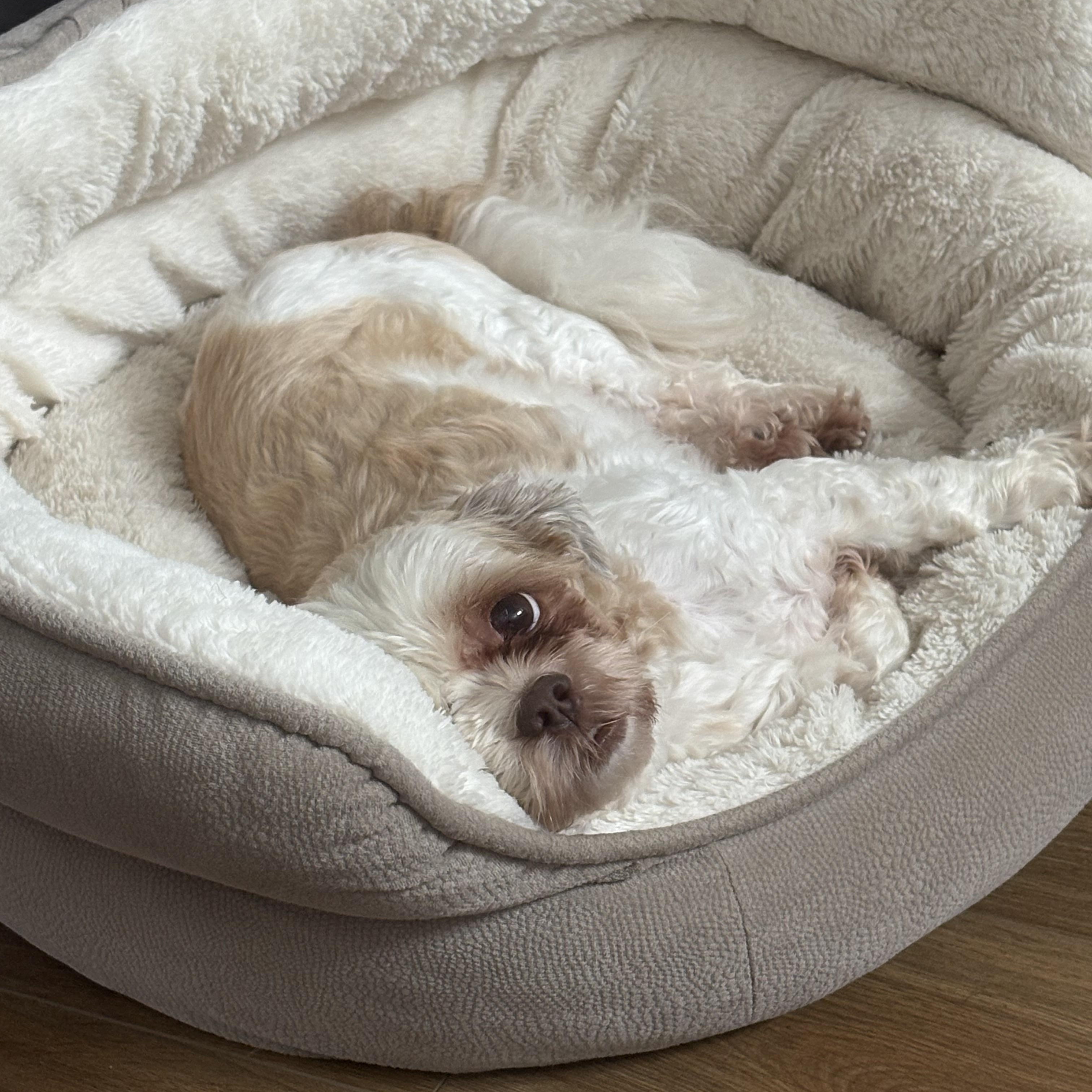 One eyed Rascal, adoptable, Adult Male Shih Tzu.
