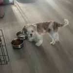 One eyed Rascal, an adoptable Shih Tzu in Bradenton, FL image 4/4