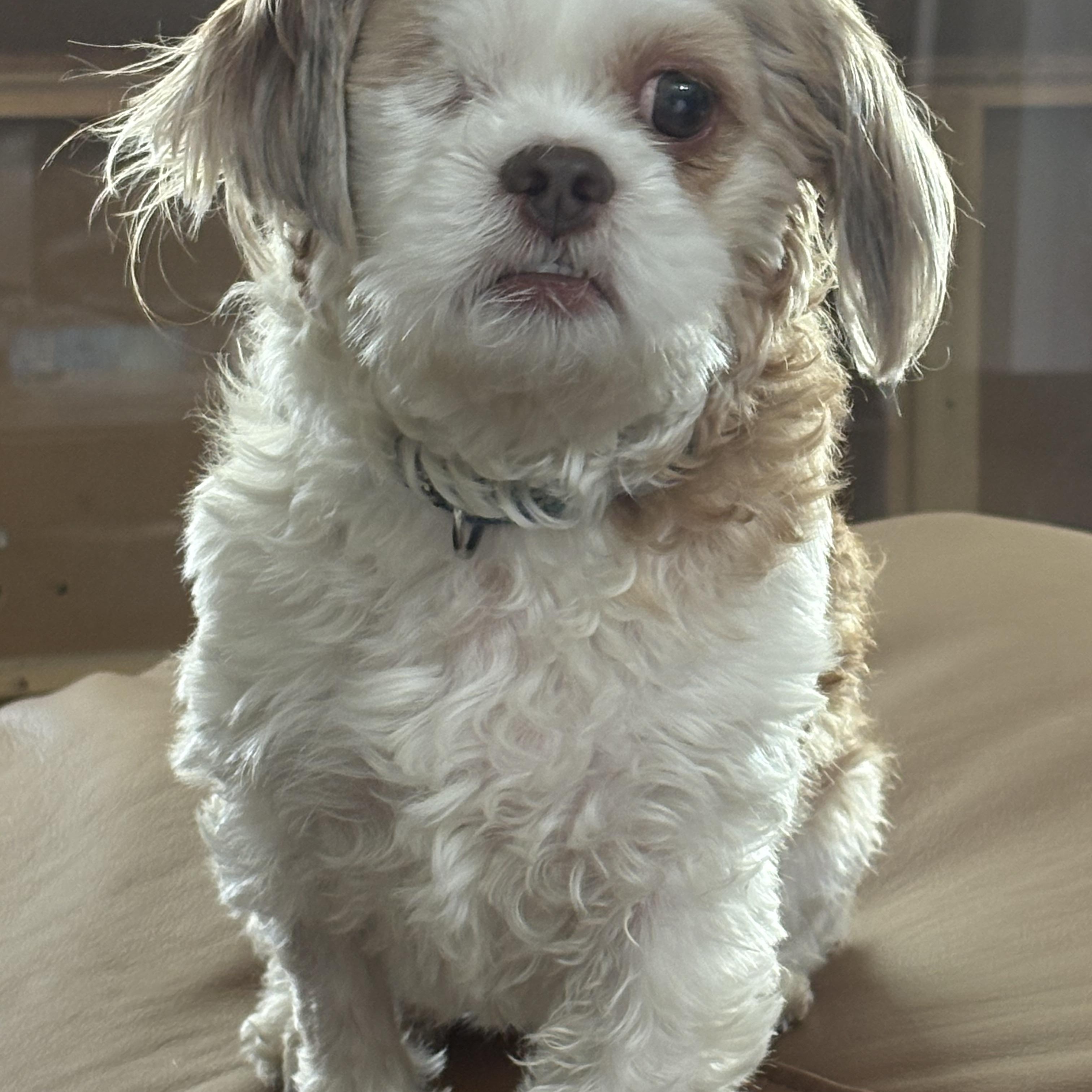 One eyed Rascal, an adoptable Shih Tzu in Bradenton, FL image 3/4