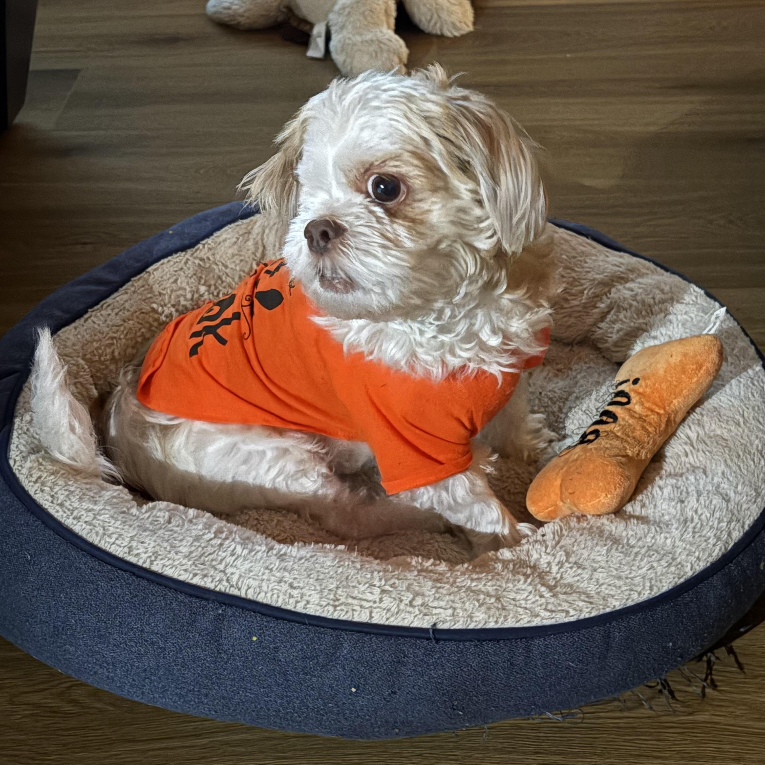 One eyed Rascal, adoptable, Young Male Shih Tzu.