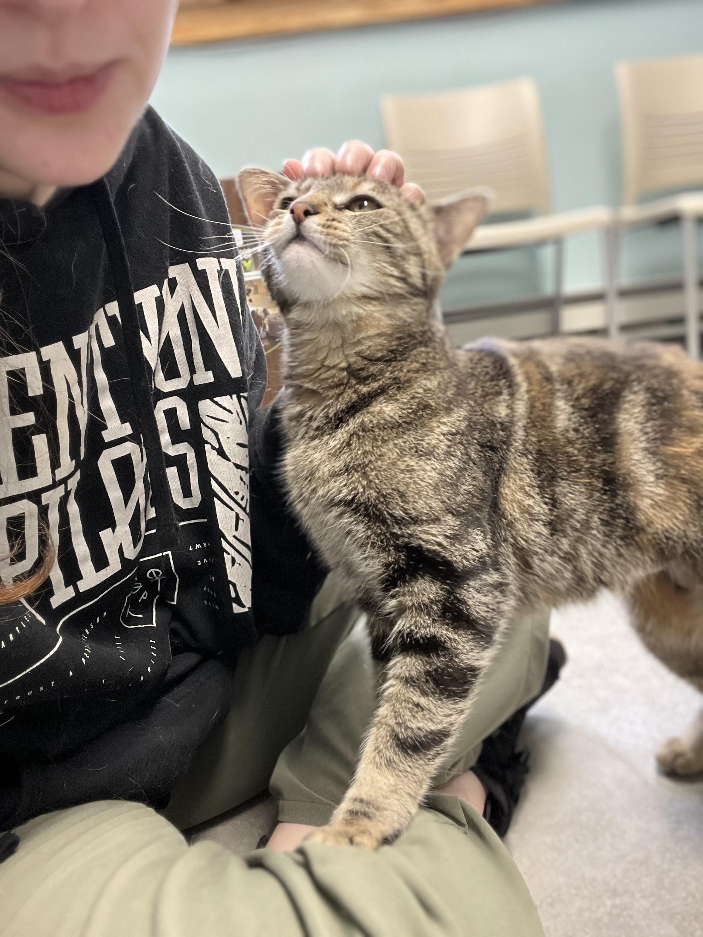 Enlarge Rosie, a ADOPTABLE Domestic Short Hair in Media, PA image 2/3