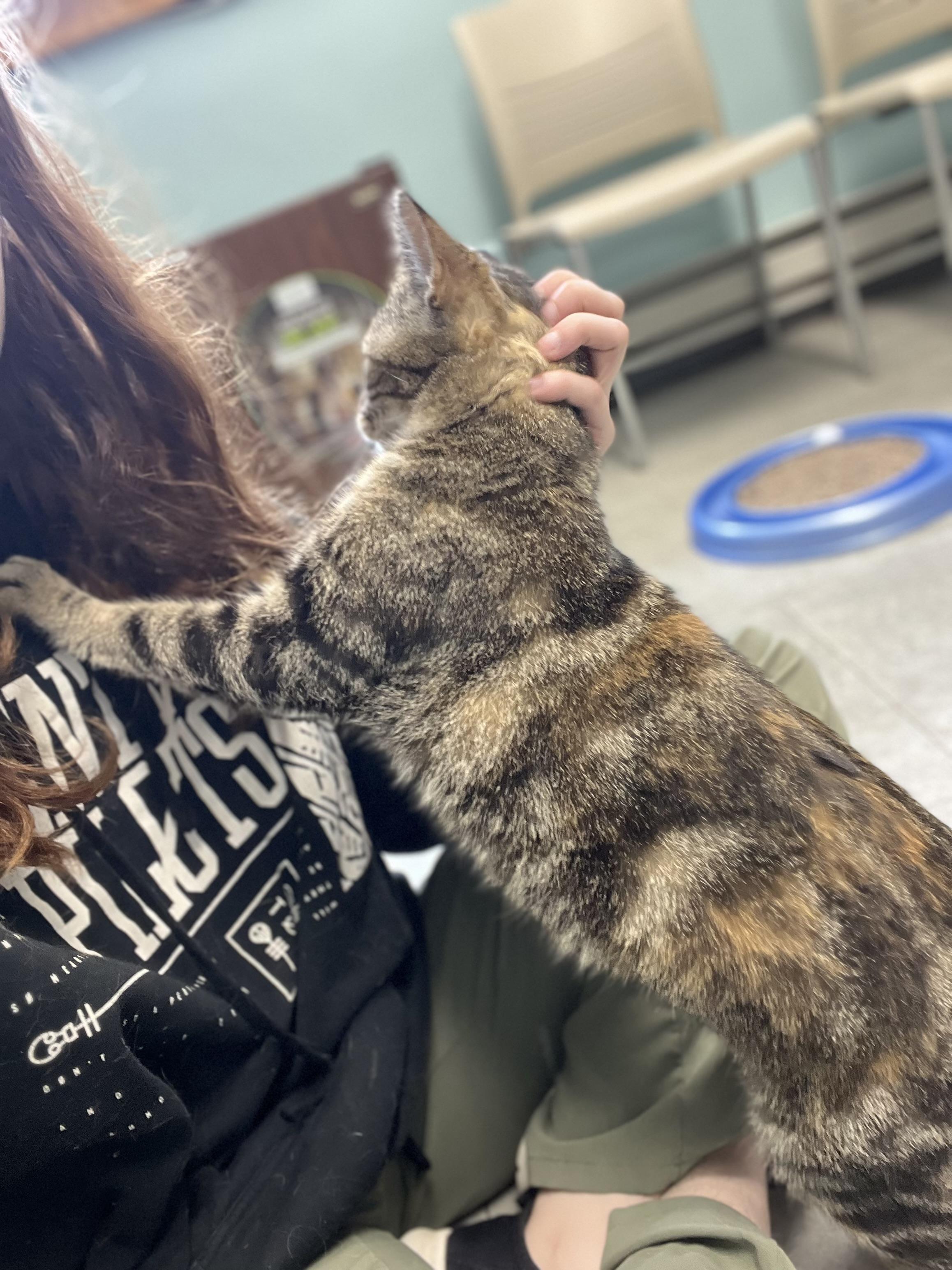 Enlarge Rosie, a ADOPTABLE Domestic Short Hair in Media, PA image 3/3