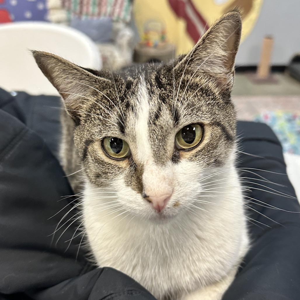 Enlarge Franz, a Adoptable Domestic Short Hair in Shawnee, KS image 1/5