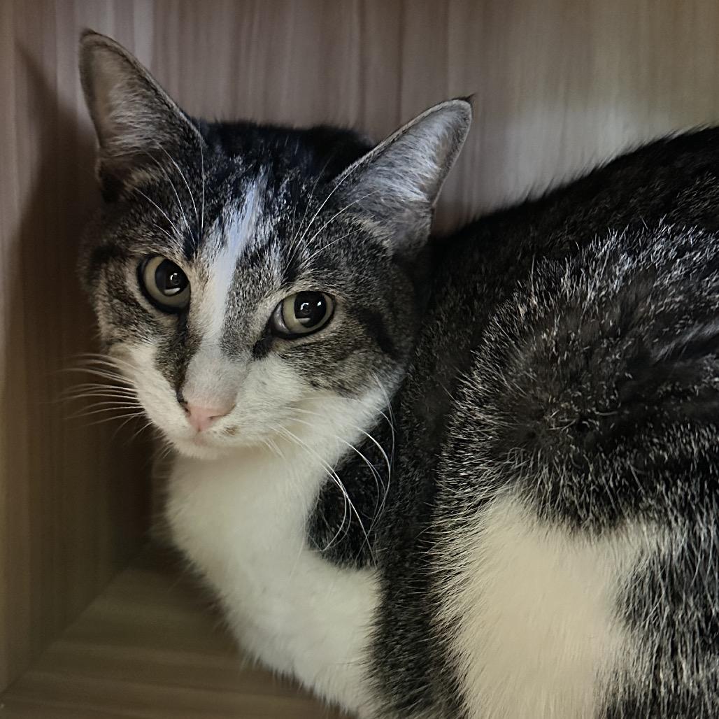 Enlarge Franz, a Adoptable Domestic Short Hair in Shawnee, KS image 2/5