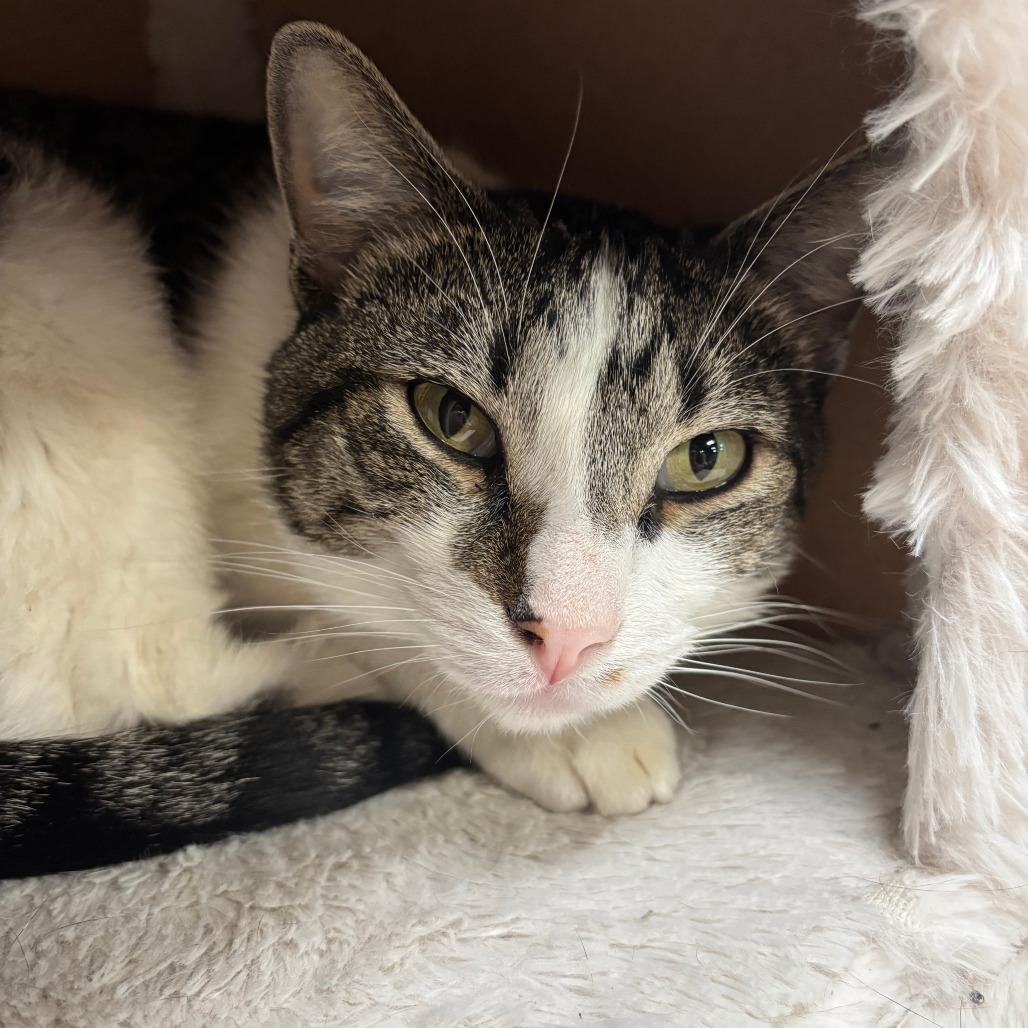 Franz, Adoptable, Adult Male Domestic Short Hair.