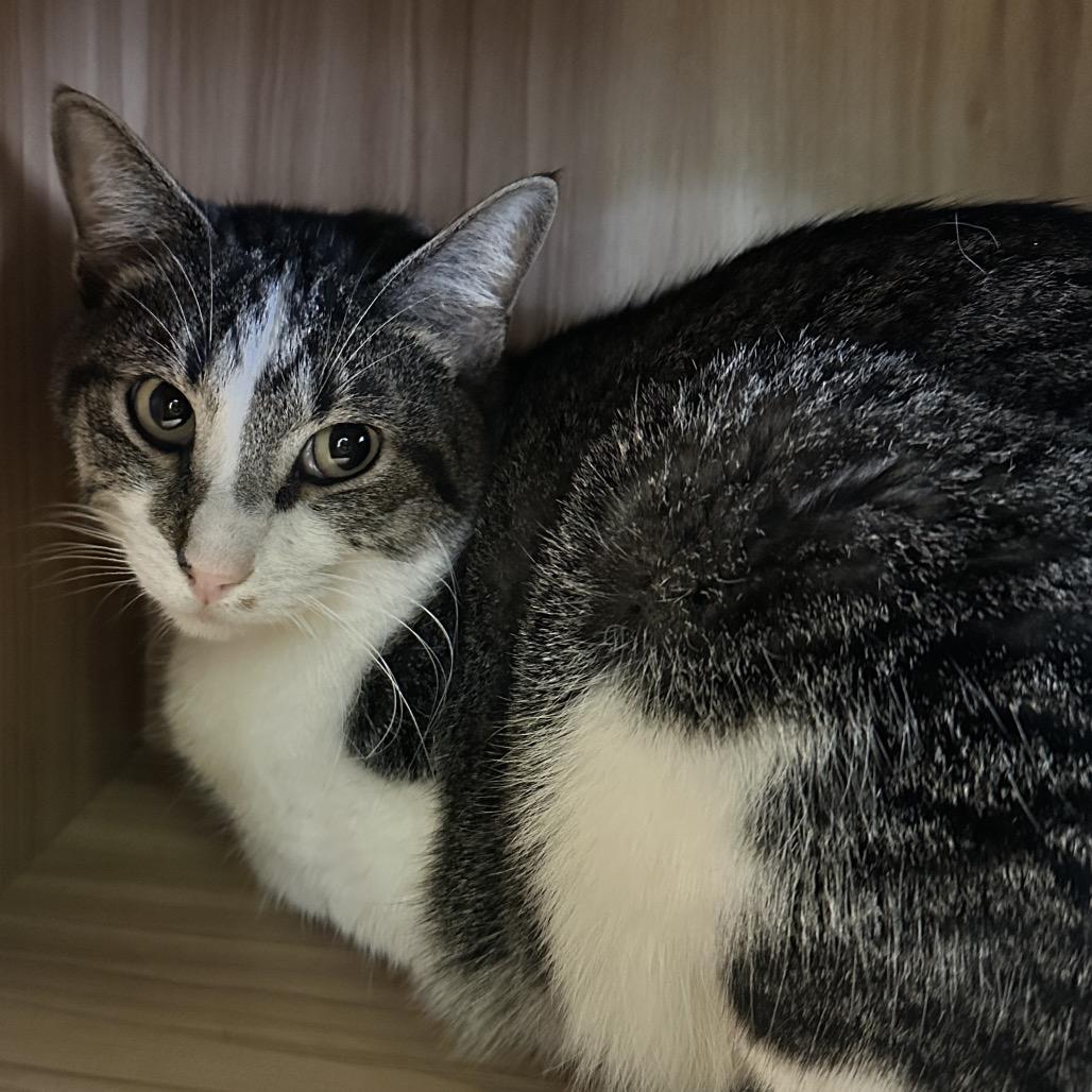 Enlarge Franz, a Adoptable Domestic Short Hair in Shawnee, KS image 3/5