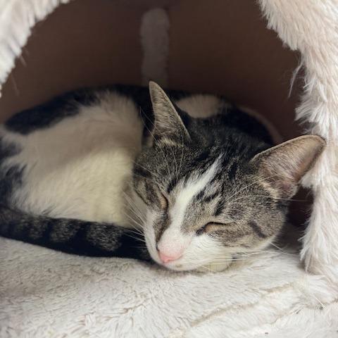 Enlarge Franz, a Adoptable Domestic Short Hair in Shawnee, KS image 4/5