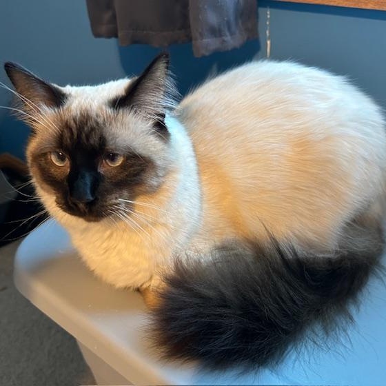 Maximus (Bonded with Sophia)