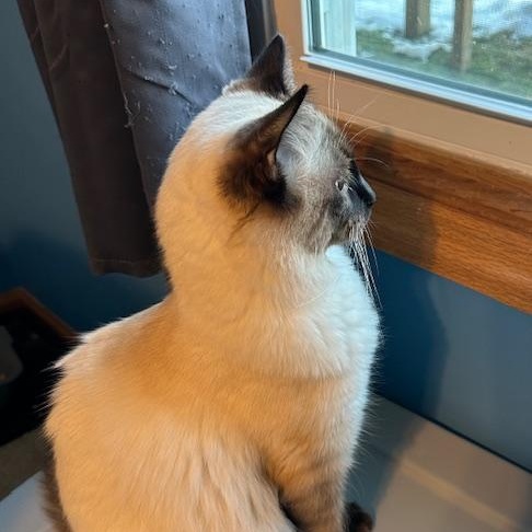 Enlarge Maximus (Bonded with Sophia), an adopted Domestic Medium Hair in Hudsonville, MI image 3/3