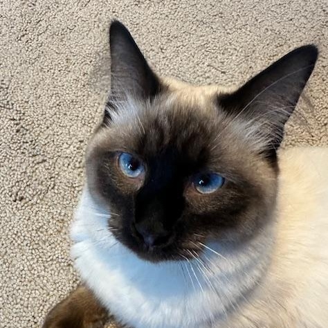 Enlarge Maximus (Bonded with Sophia), an adopted Domestic Medium Hair in Hudsonville, MI image 1/3