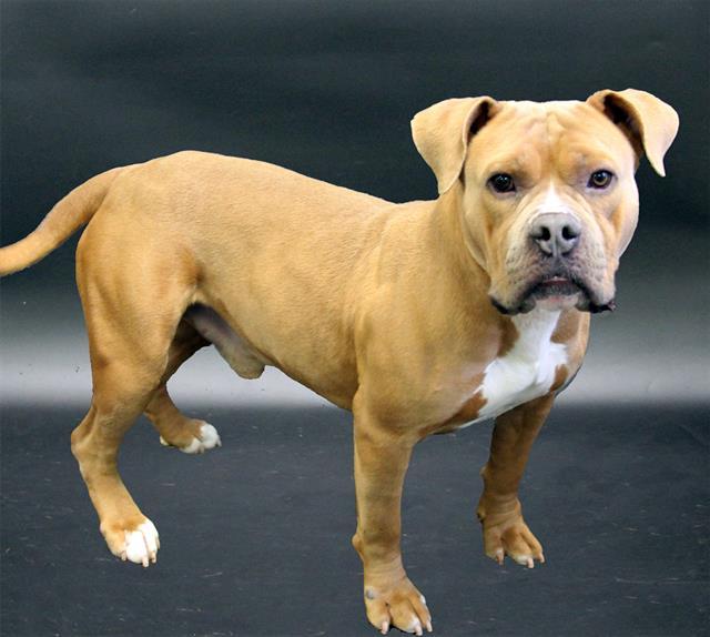 EL JEFE, Adoptable, Young Male American Bulldog & Mixed Breed.
