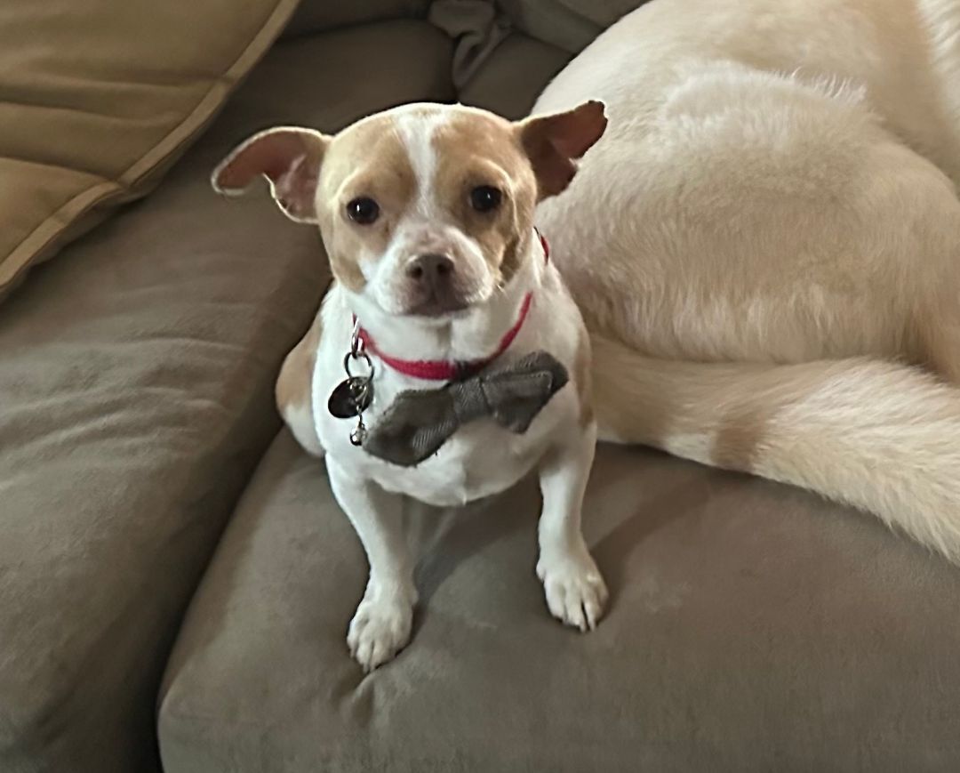 Ollie, adoptable, Adult Male Chihuahua.