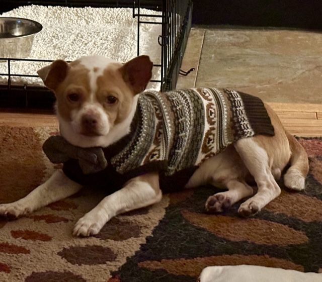 Ollie, an adoptable Chihuahua in Irmo, SC image 2/2