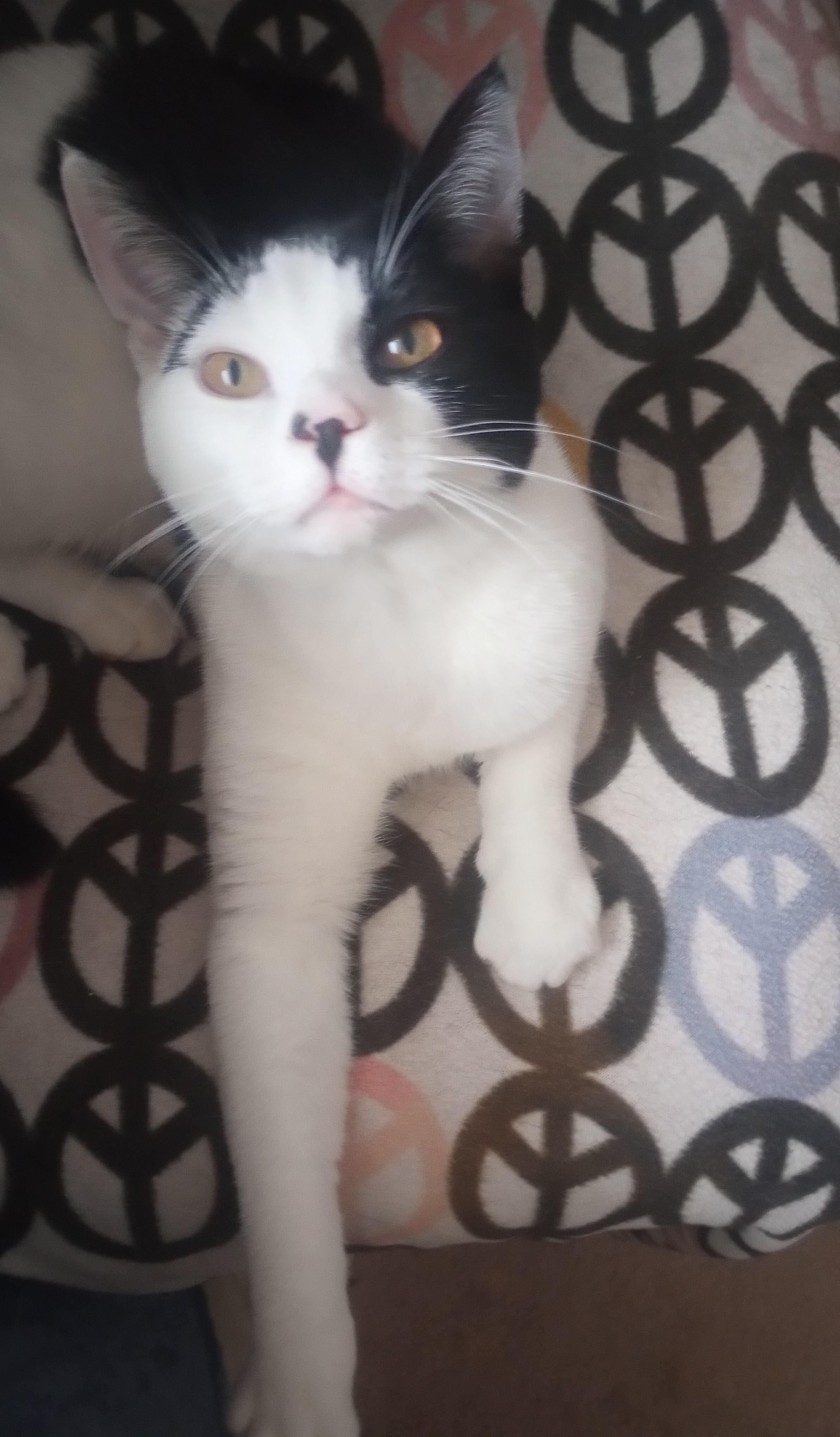 Enlarge Cavatelli, a Adopted Domestic Short Hair in Morganville, NJ image 3/4