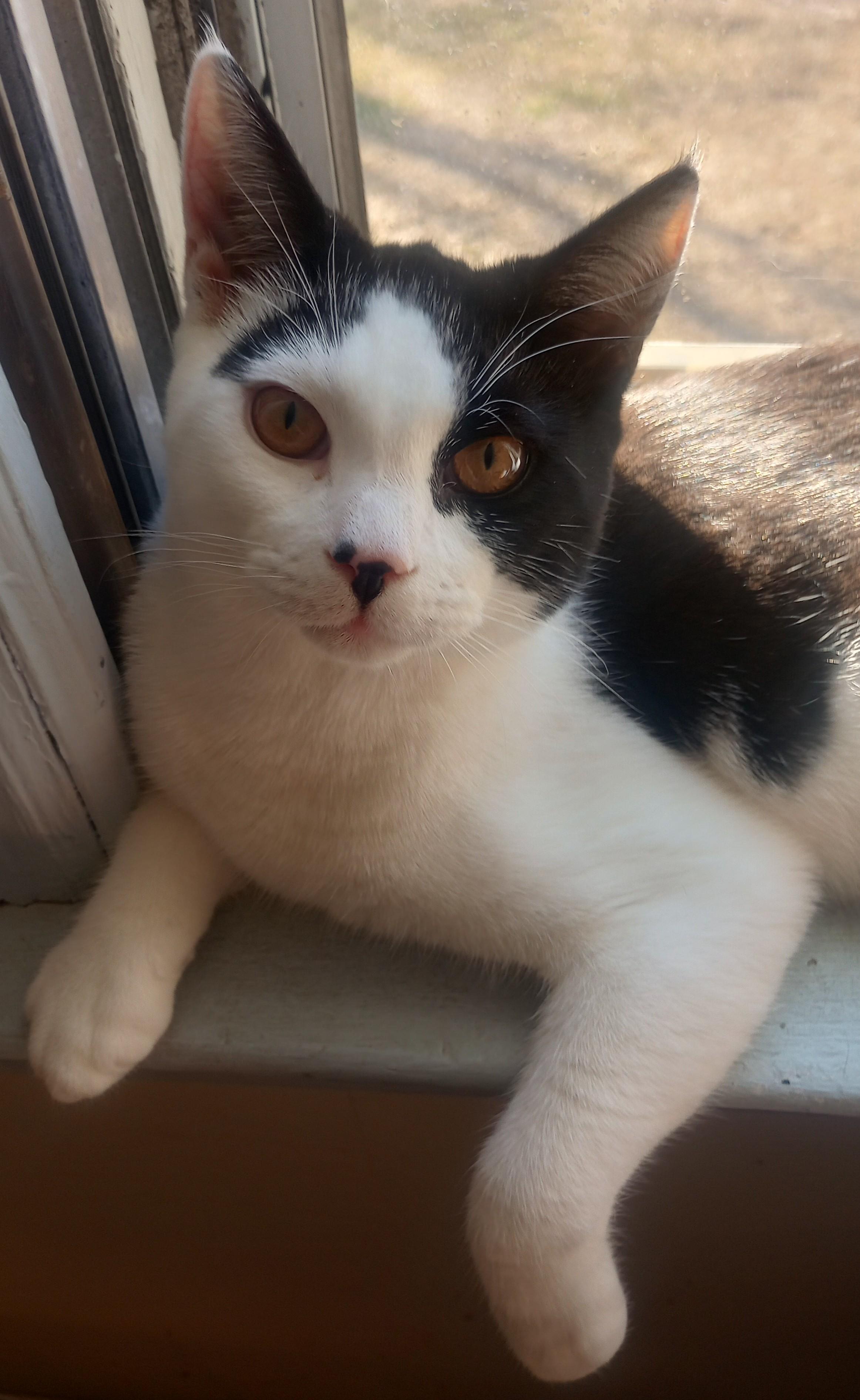 Enlarge Cavatelli, a Adopted Domestic Short Hair in Morganville, NJ image 4/4