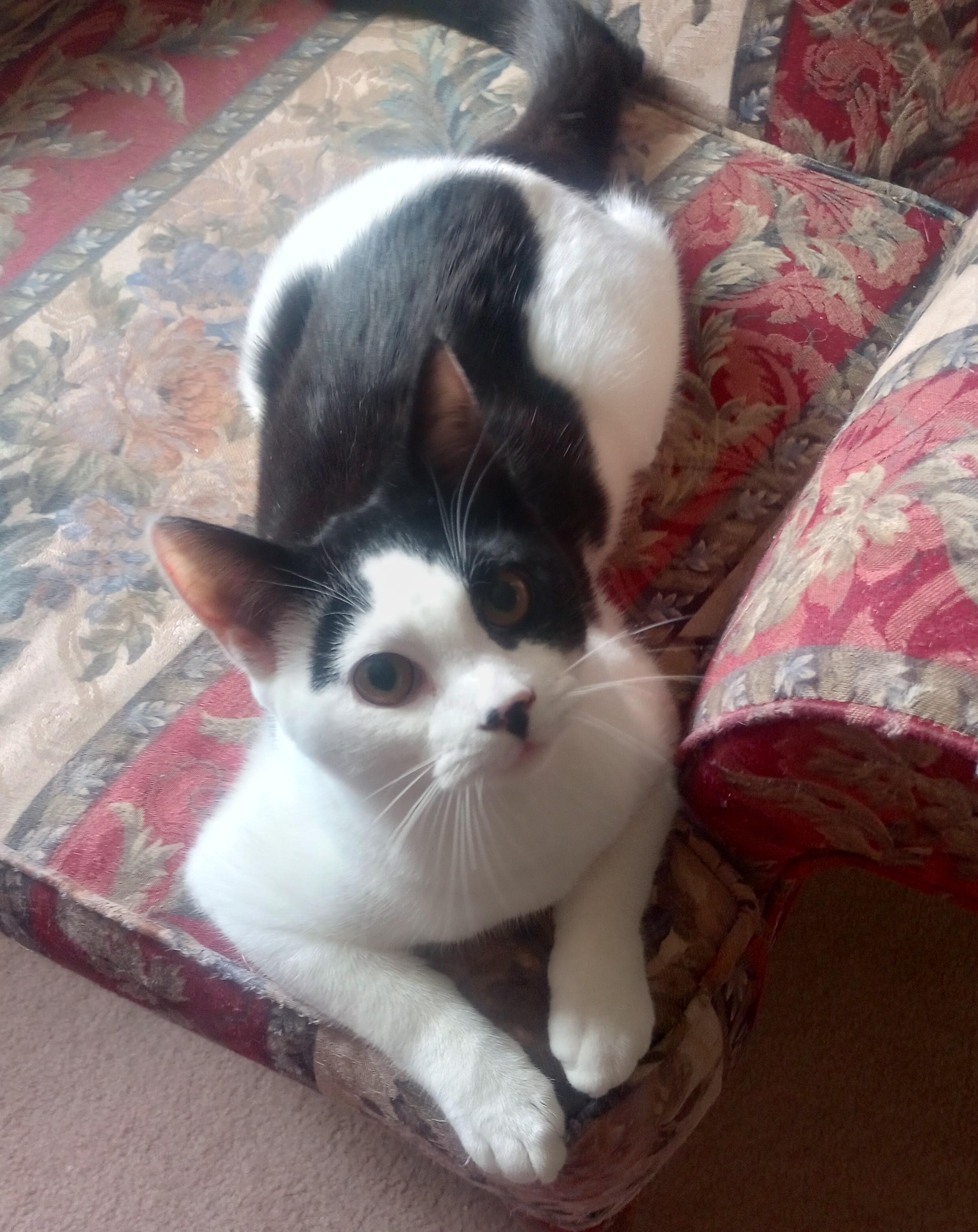 Enlarge Cavatelli, a Adopted Domestic Short Hair in Morganville, NJ image 2/4