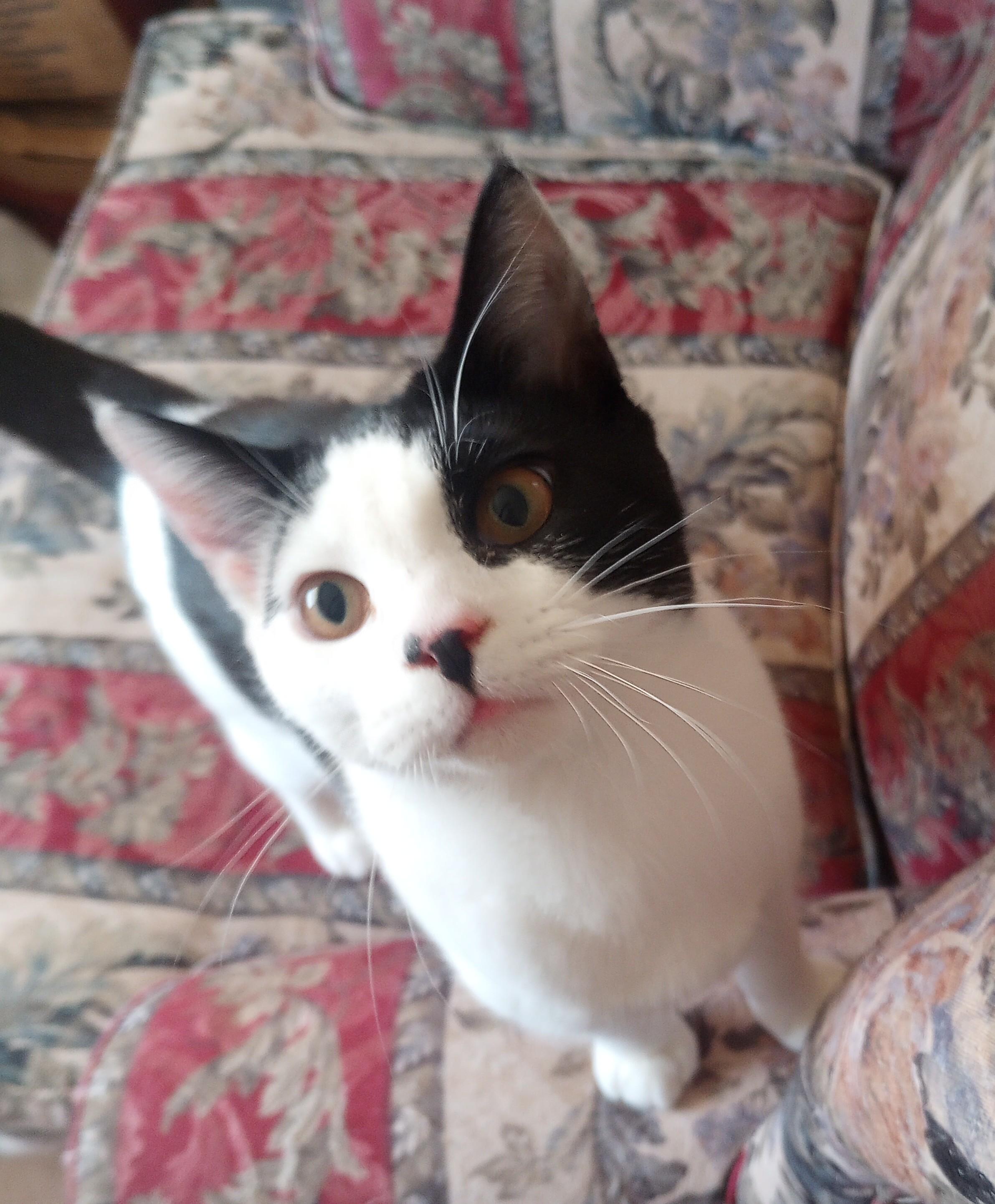 Enlarge Cavatelli, a Adopted Domestic Short Hair in Morganville, NJ image 1/4