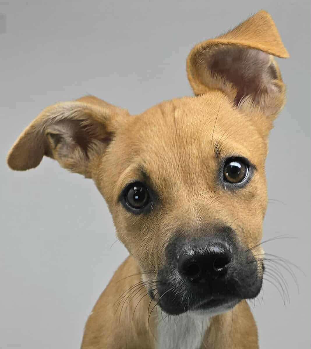 Meep Meep *foster needed*