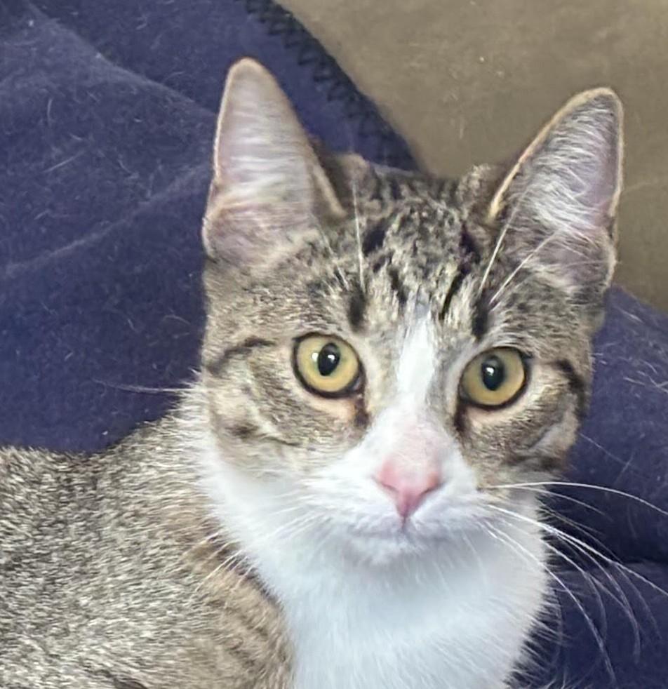 Enlarge Sage, a Adoptable American Shorthair in Rochester, NY image 2/5