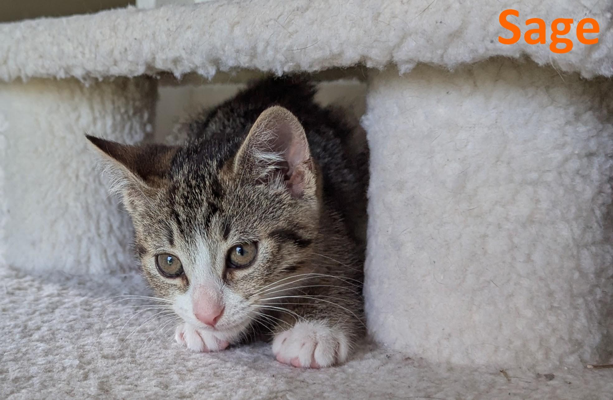 Enlarge Sage, a Adoptable American Shorthair in Rochester, NY image 4/5